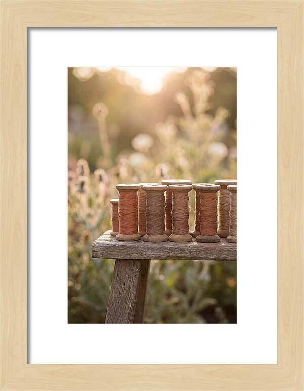 Vintage Cotton Reels In Nature