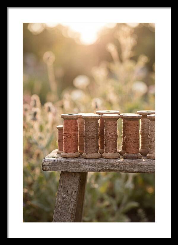 Vintage Cotton Reels In Nature
