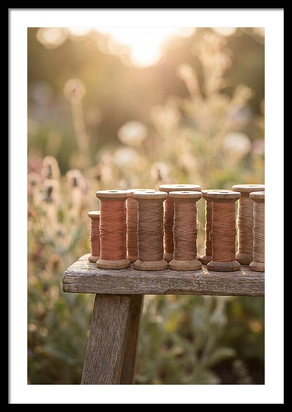 Vintage Cotton Reels In Nature