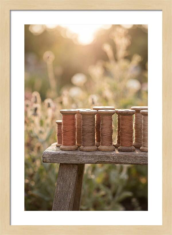 Vintage Cotton Reels In Nature