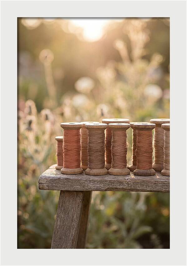 Vintage Cotton Reels In Nature