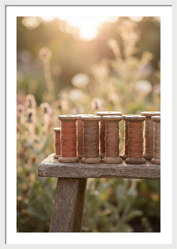 Vintage Cotton Reels In Nature