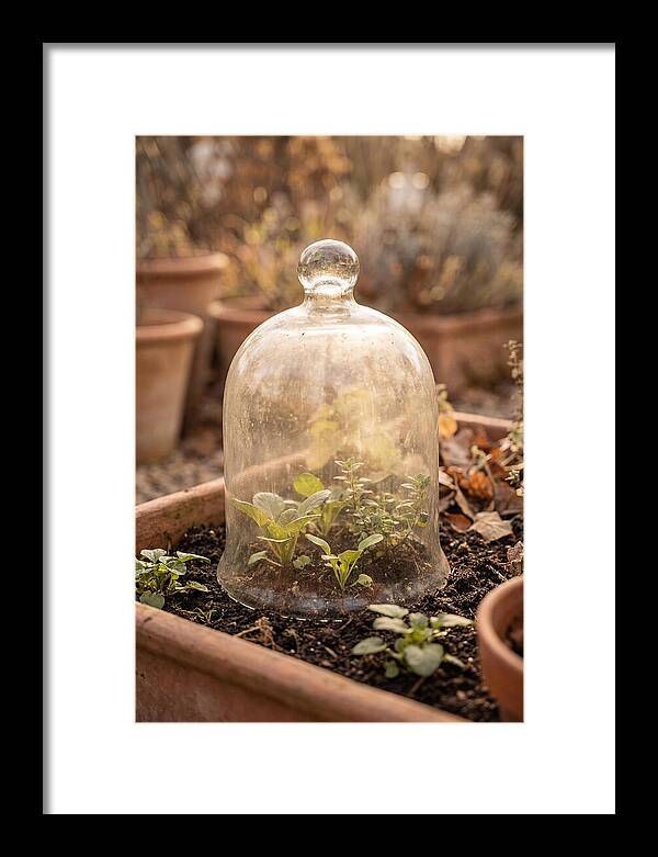 Vintage Glass Cloche Over Garden
