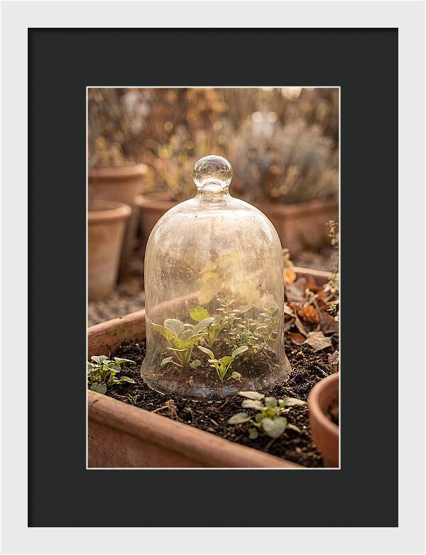 Vintage Glass Cloche Over Garden