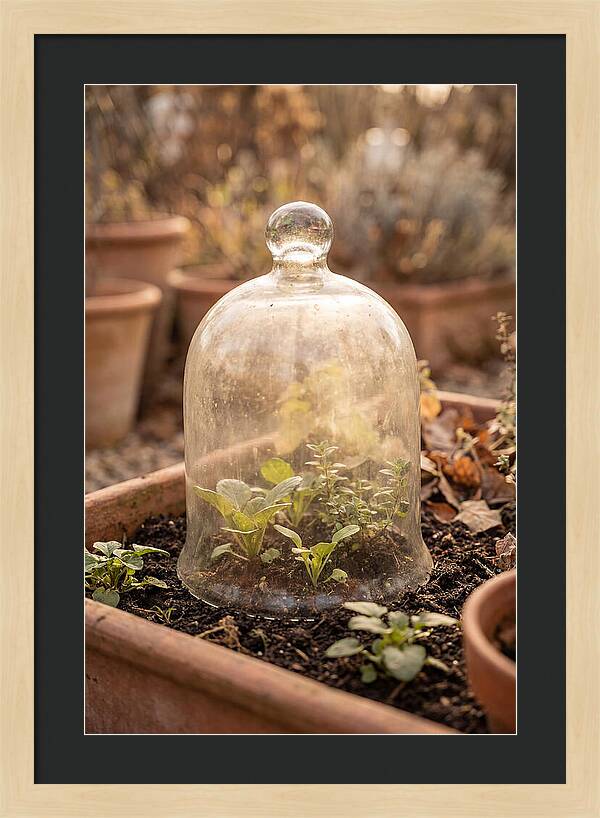 Vintage Glass Cloche Over Garden