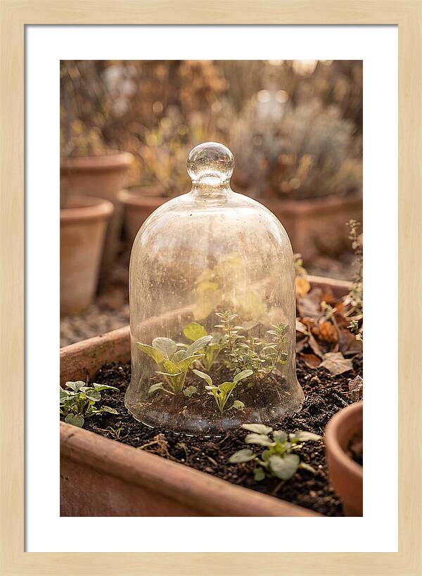 Vintage Glass Cloche Over Garden
