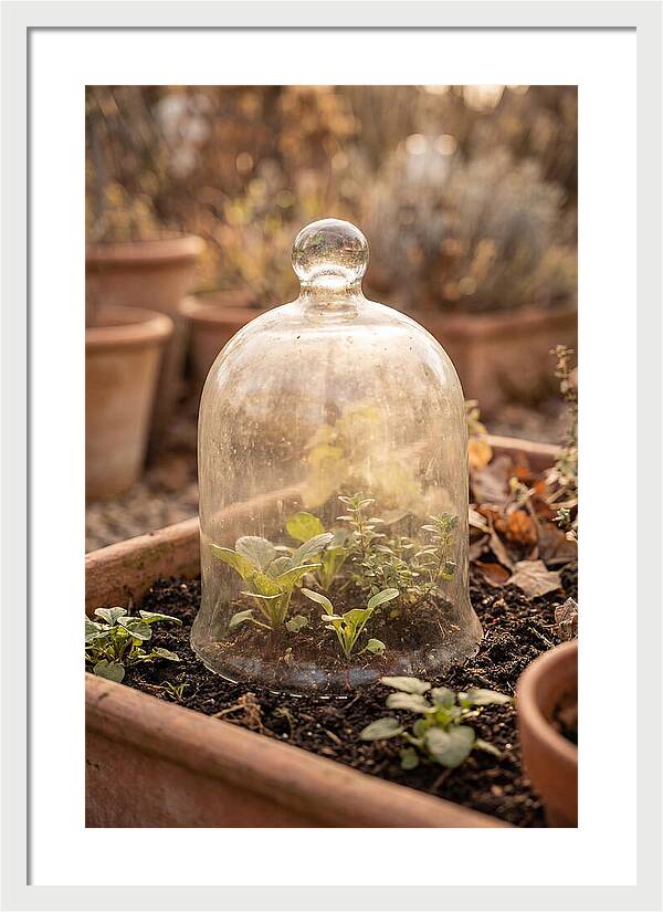Vintage Glass Cloche Over Garden