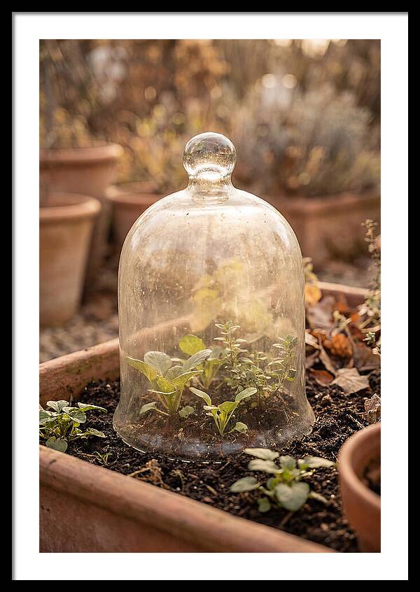 Vintage Glass Cloche Over Garden
