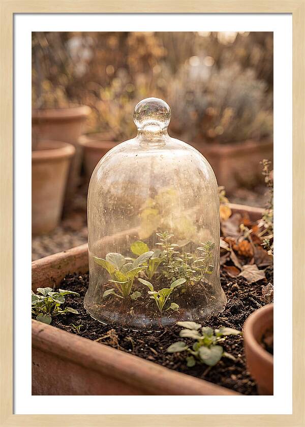 Vintage Glass Cloche Over Garden