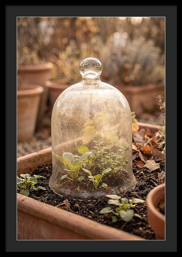 Vintage Glass Cloche Over Garden