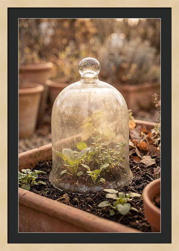 Vintage Glass Cloche Over Garden