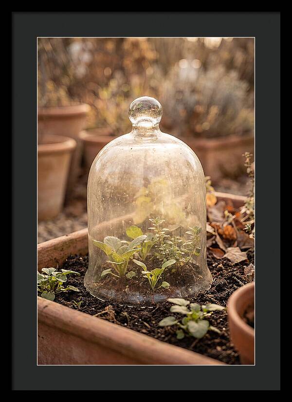 Vintage Glass Cloche Over Garden