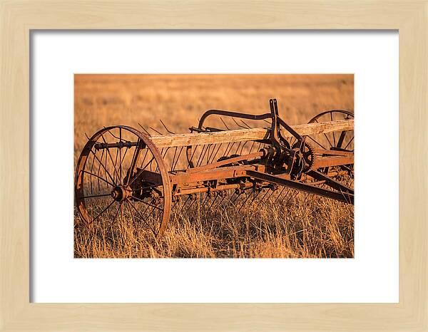 Vintage Hay Tedder In Golden Light