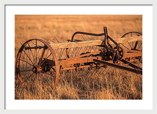 Vintage Hay Tedder In Golden Light