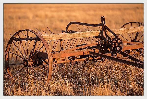 Vintage Hay Tedder In Golden Light