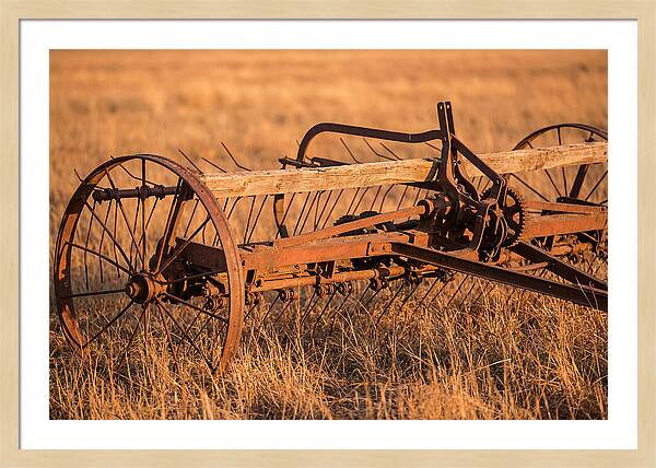 Vintage Hay Tedder In Golden Light