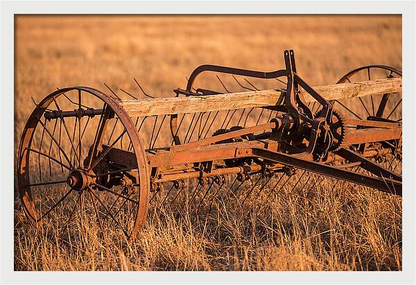 Vintage Hay Tedder In Golden Light