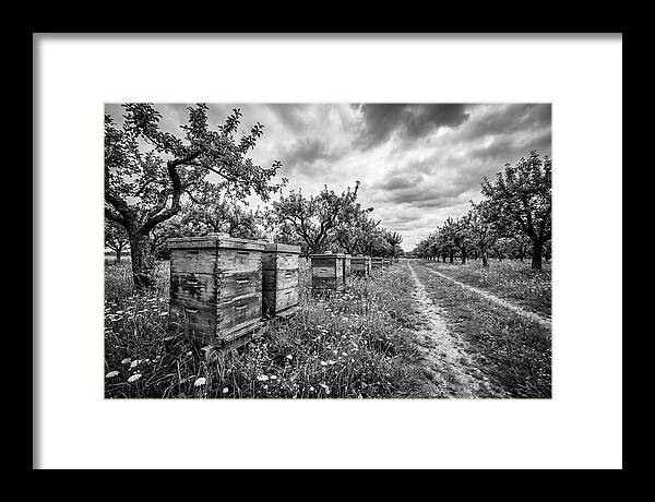 Vintage Wooden Beehives In Orchard