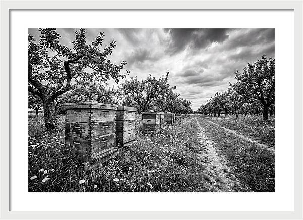 Vintage Wooden Beehives In Orchard