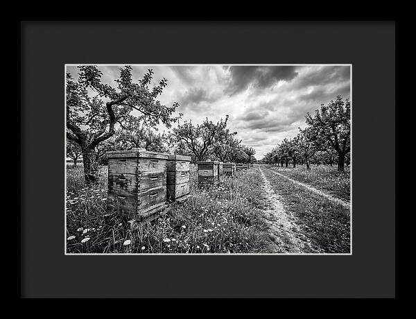 Vintage Wooden Beehives In Orchard