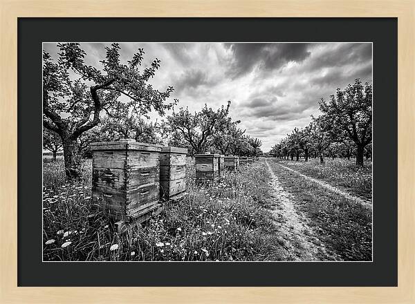 Vintage Wooden Beehives In Orchard