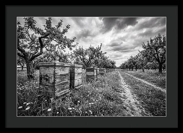 Vintage Wooden Beehives In Orchard