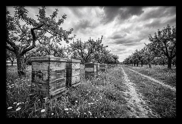 Vintage Wooden Beehives In Orchard