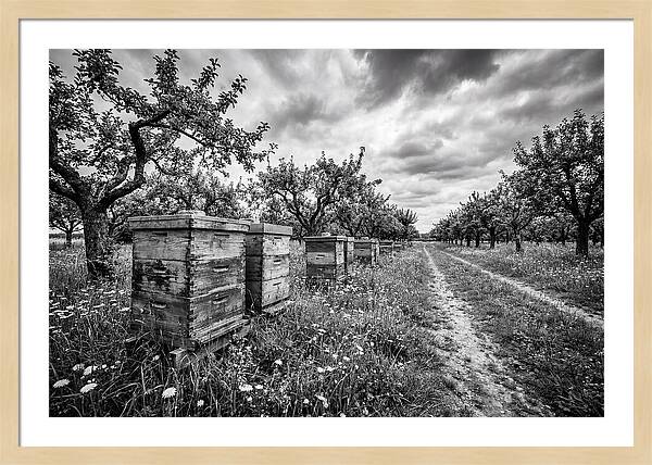 Vintage Wooden Beehives In Orchard