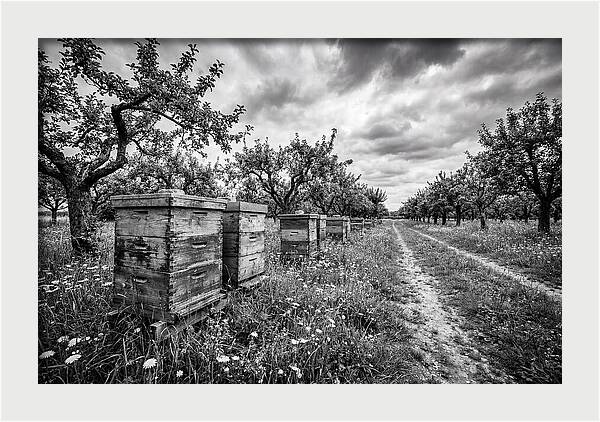 Vintage Wooden Beehives In Orchard