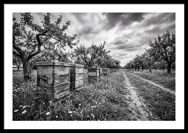 Vintage Wooden Beehives In Orchard