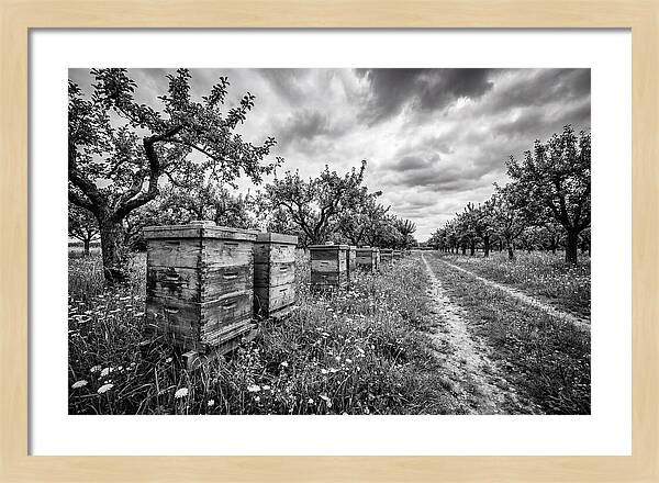 Vintage Wooden Beehives In Orchard