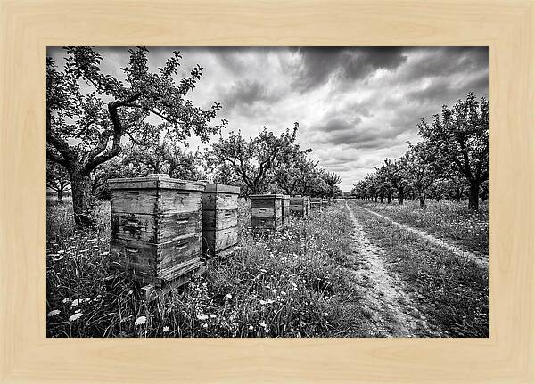 Vintage Wooden Beehives In Orchard