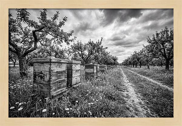 Vintage Wooden Beehives In Orchard
