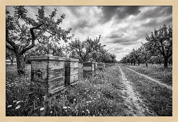 Vintage Wooden Beehives In Orchard