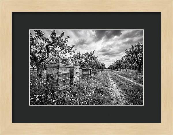 Vintage Wooden Beehives In Orchard