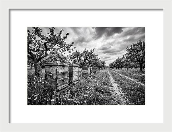 Vintage Wooden Beehives In Orchard