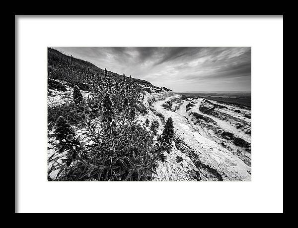 Vipers Bugloss In Monochrome