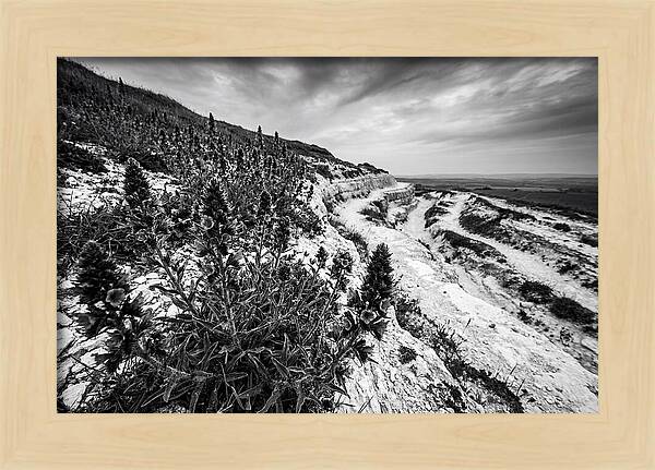Vipers Bugloss In Monochrome