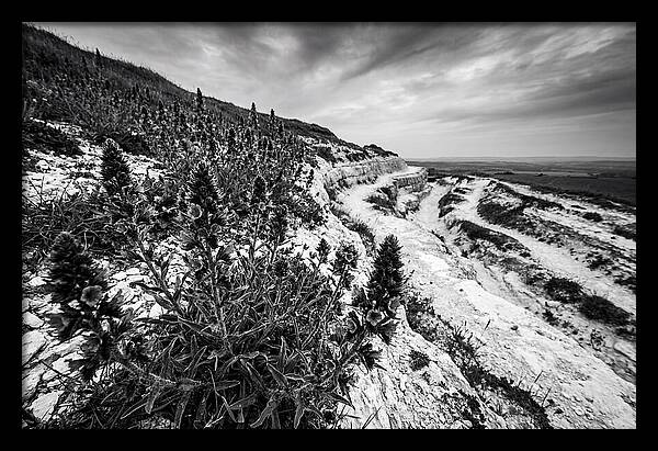 Vipers Bugloss In Monochrome