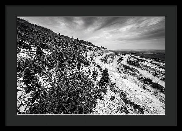 Vipers Bugloss In Monochrome