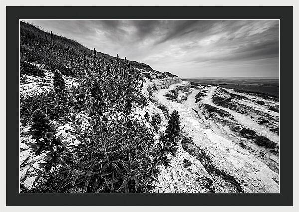 Vipers Bugloss In Monochrome