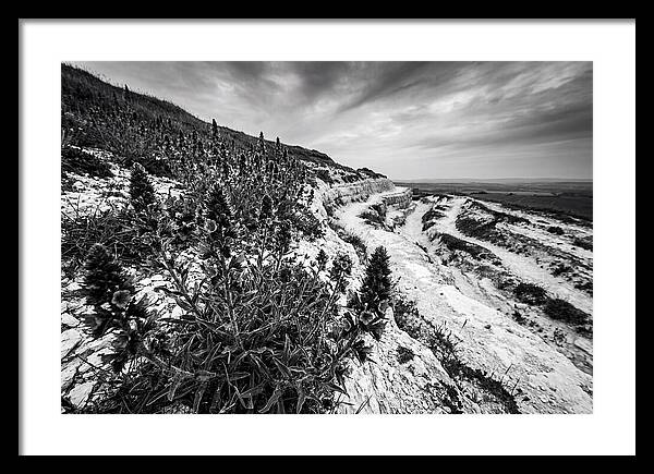 Vipers Bugloss In Monochrome