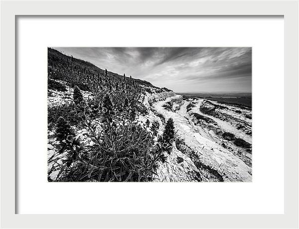 Vipers Bugloss In Monochrome
