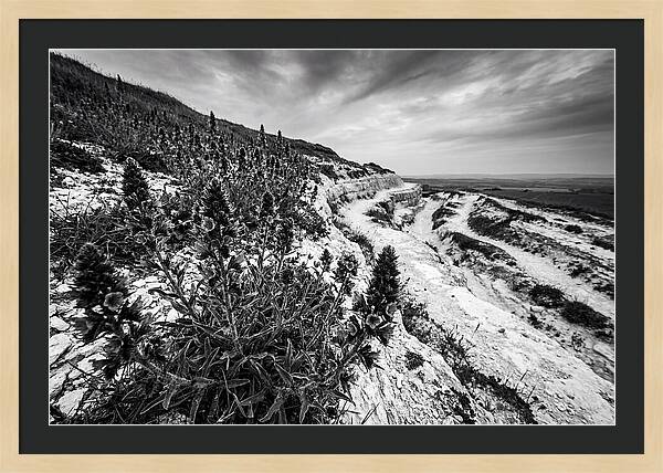 Vipers Bugloss In Monochrome