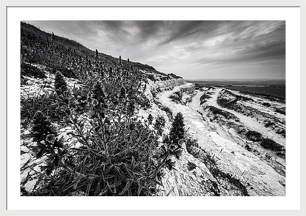 Vipers Bugloss In Monochrome