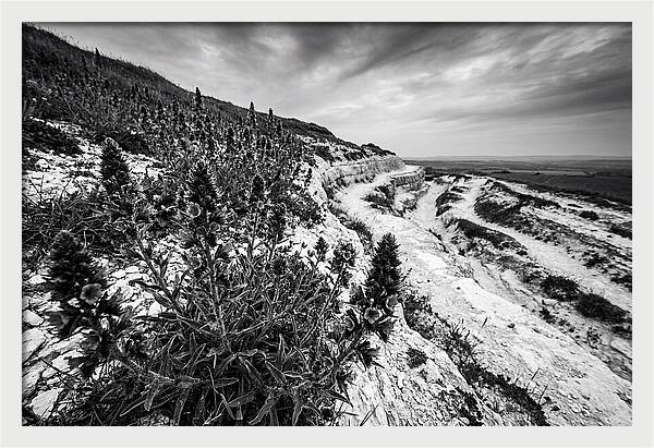 Vipers Bugloss In Monochrome