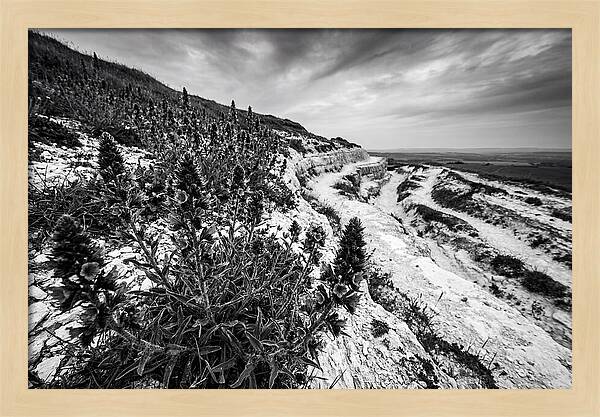 Vipers Bugloss In Monochrome