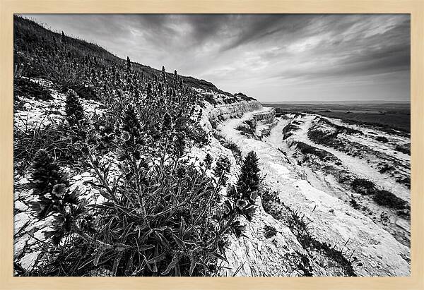 Vipers Bugloss In Monochrome