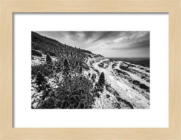 Vipers Bugloss In Monochrome
