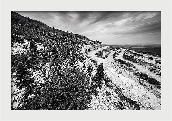 Vipers Bugloss In Monochrome